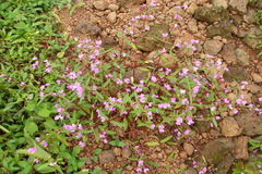 Impatiens rupicola